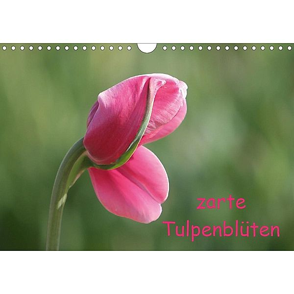 zarte Tulpenblüten 2021 (Wandkalender 2021 DIN A4 quer), Verena Scholze