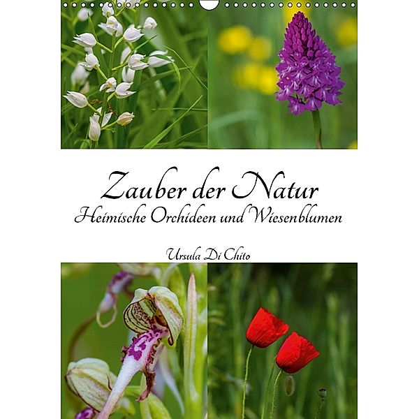 Zauber der Natur - Heimische Orchideen und Wiesenblumen (Wandkalender 2018 DIN A3 hoch), Ursula Di Chito