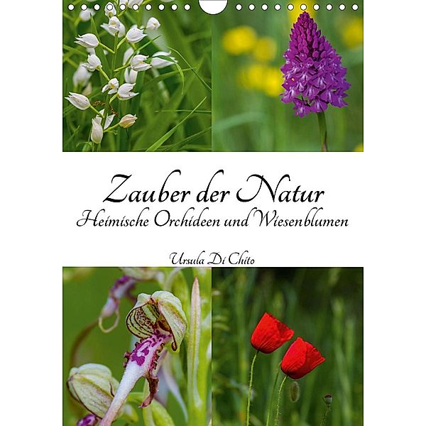 Zauber der Natur - Heimische Orchideen und Wiesenblumen (Wandkalender 2021 DIN A4 hoch), Ursula Di Chito