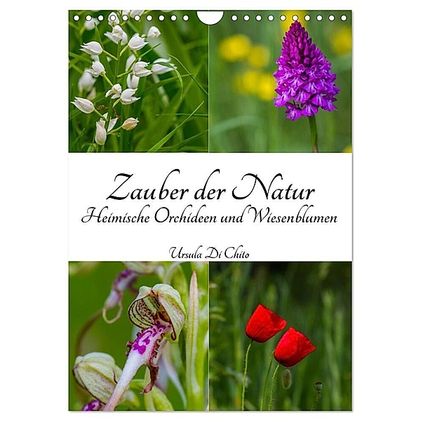 Zauber der Natur - Heimische Orchideen und Wiesenblumen (Wandkalender 2024 DIN A4 hoch), CALVENDO Monatskalender, Ursula Di Chito