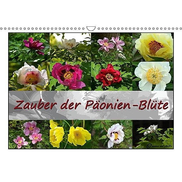 Zauber der Päonien-Blüte (Wandkalender 2018 DIN A3 quer), Monika Reiter