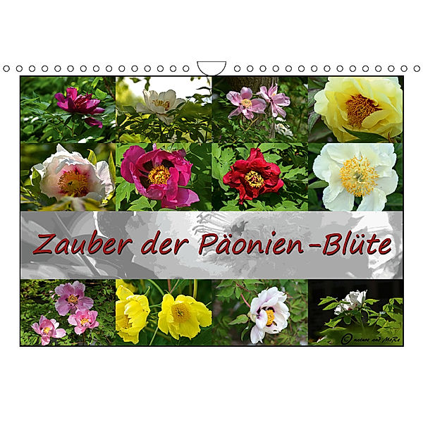 Zauber der Päonien-Blüte (Wandkalender 2019 DIN A4 quer), Monika Reiter