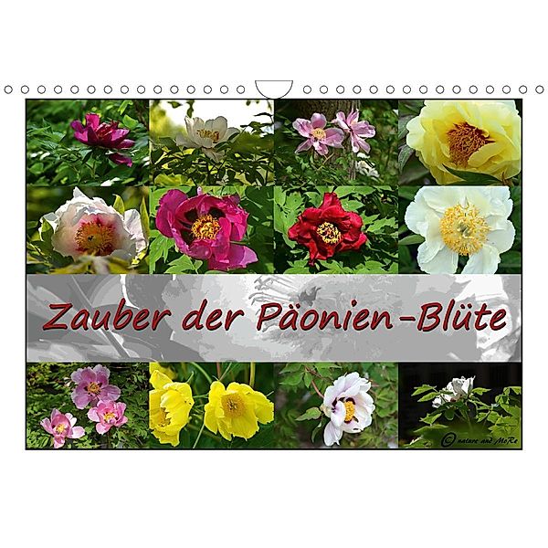 Zauber der Päonien-Blüte (Wandkalender 2021 DIN A4 quer), Monika Reiter