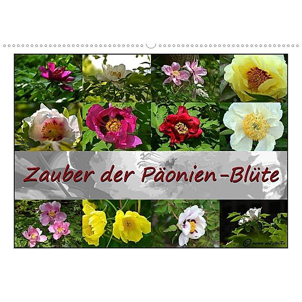 Zauber der Päonien-Blüte (Wandkalender 2023 DIN A2 quer), Monika Reiter