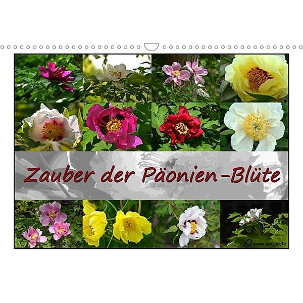 Zauber der Päonien-Blüte (Wandkalender 2023 DIN A3 quer), Monika Reiter