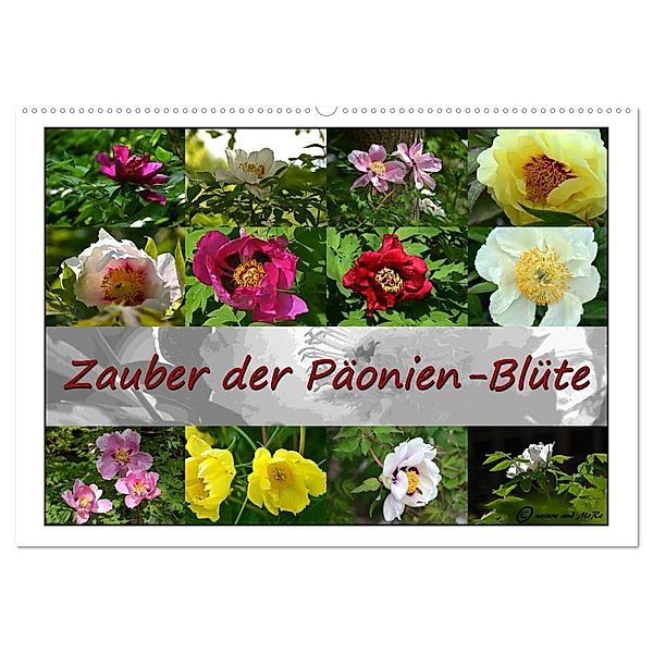 Zauber der Päonien-Blüte (Wandkalender 2024 DIN A2 quer), CALVENDO Monatskalender, Monika Reiter