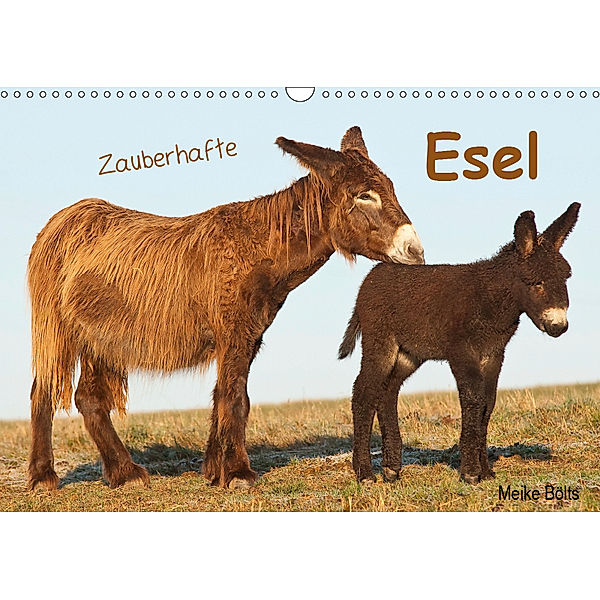 Zauberhafte Esel (Wandkalender 2019 DIN A3 quer), Meike Bölts