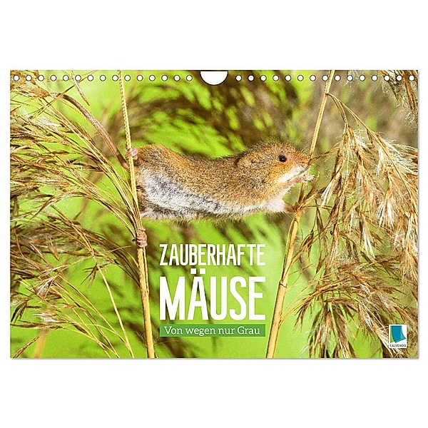 Zauberhafte Mäuse: Von wegen nur Grau (Wandkalender 2024 DIN A4 quer), CALVENDO Monatskalender, Calvendo