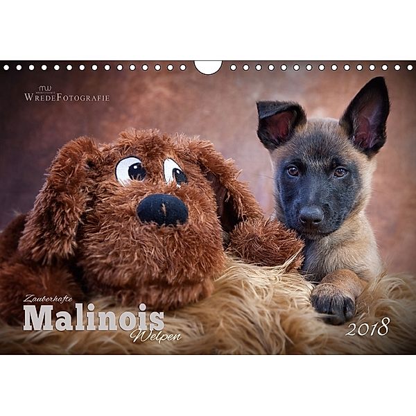 Zauberhafte Malinos Welpen - Belgische Schäferhunde (Wandkalender 2018 DIN A4 quer), Martina Wrede