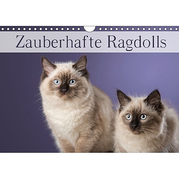 Zauberhafte Ragdolls / Geburtstagskalender (Wandkalender 2018 DIN A4 quer), Nicole Noack