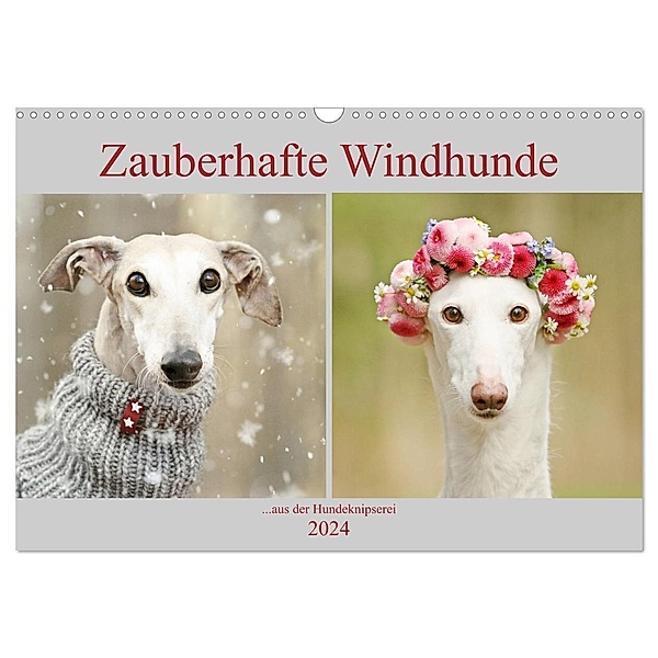 Zauberhafte Windhunde (Wandkalender 2024 DIN A3 quer), CALVENDO Monatskalender, Kathrin Köntopp
