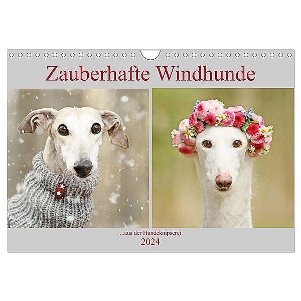 Zauberhafte Windhunde (Wandkalender 2024 DIN A4 quer), CALVENDO Monatskalender, Kathrin Köntopp