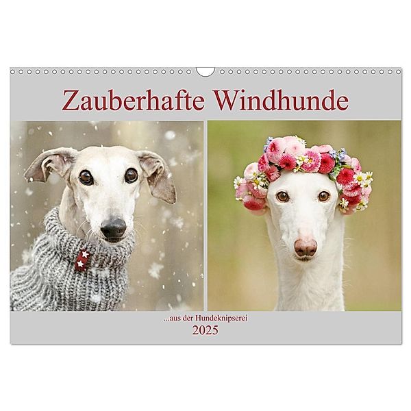 Zauberhafte Windhunde (Wandkalender 2025 DIN A3 quer), CALVENDO Monatskalender, Calvendo, Kathrin Köntopp
