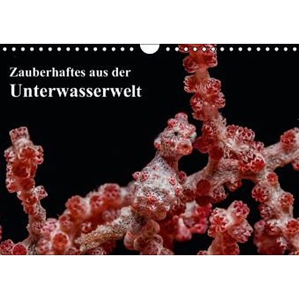 Zauberhaftes aus der Unterwasserwelt (Wandkalender 2015 DIN A4 quer), Sidney Smith