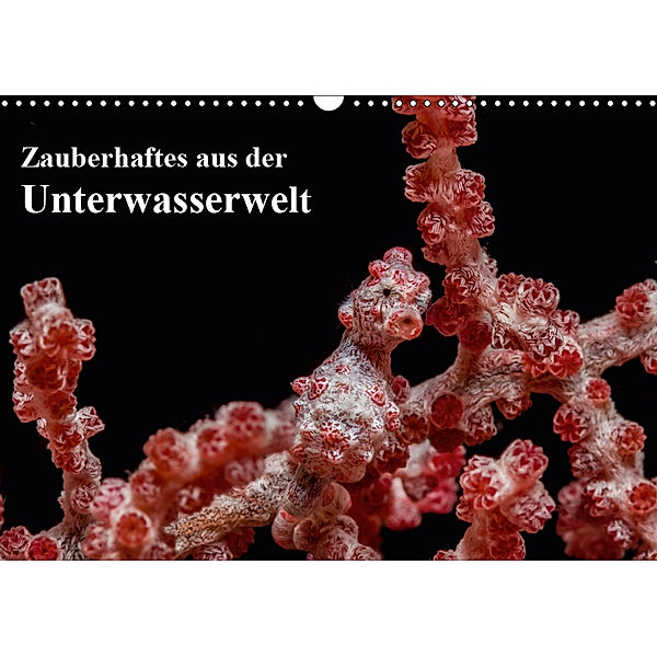 Zauberhaftes aus der Unterwasserwelt (Wandkalender 2019 DIN A3 quer), Sidney Smith