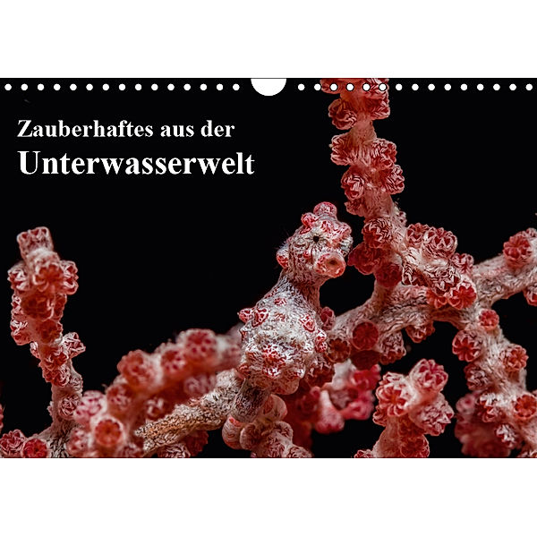 Zauberhaftes aus der Unterwasserwelt (Wandkalender 2019 DIN A4 quer), Sidney Smith