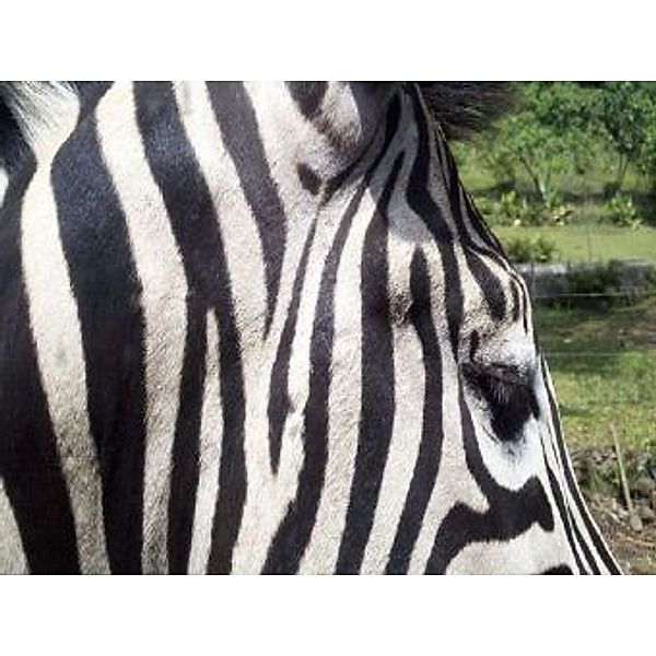 Zebra - 2.000 Teile (Puzzle)