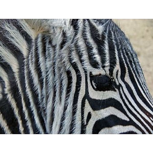 Zebra - 500 Teile (Puzzle)