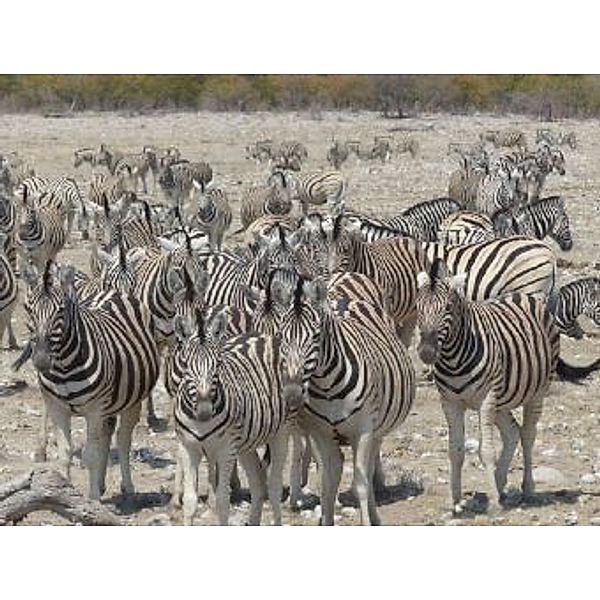 Zebras - 1.000 Teile (Puzzle)