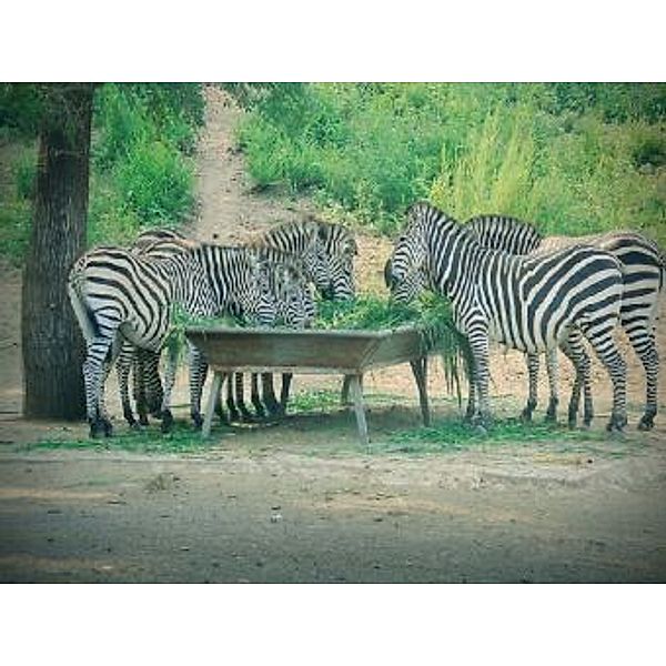 Zebras - 100 Teile (Puzzle)