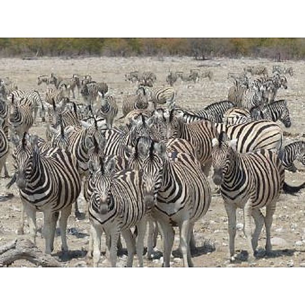 Zebras - 100 Teile (Puzzle)