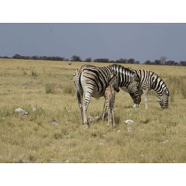 Zebras - 2.000 Teile (Puzzle)