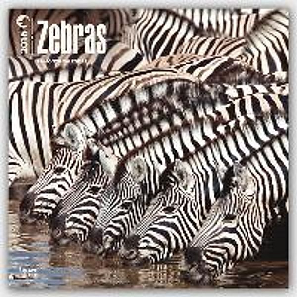 Zebras 2016