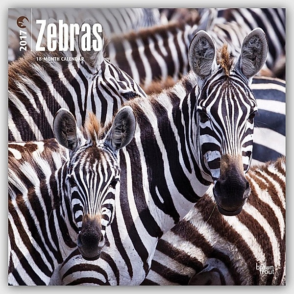 Zebras 2017 - 18-Monatskalender