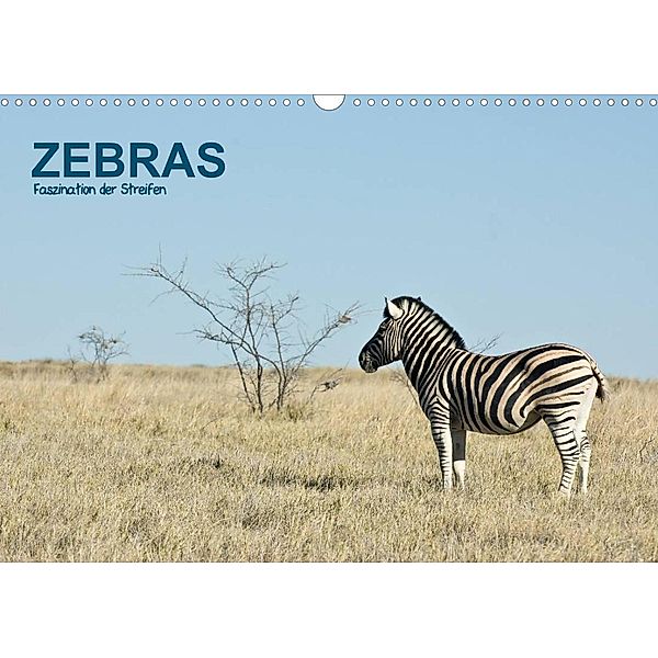 Zebras - Faszination der Streifen (Wandkalender 2023 DIN A3 quer), Thomas Krebs
