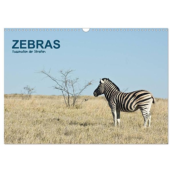 Zebras - Faszination der Streifen (Wandkalender 2024 DIN A3 quer), CALVENDO Monatskalender, Thomas Krebs