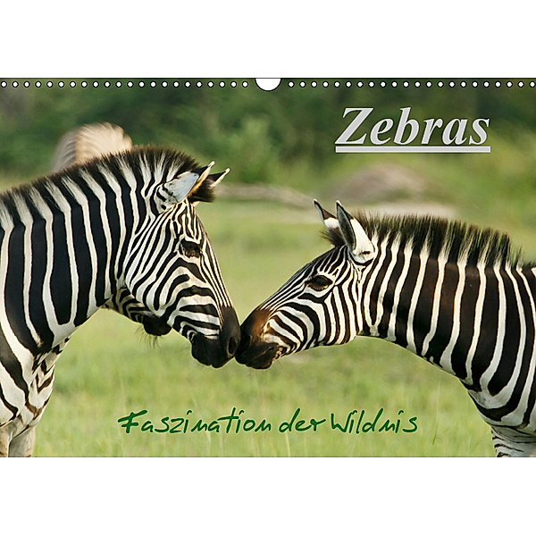 Zebras - Faszination der Wildnis (Wandkalender 2019 DIN A3 quer), Nadine Haase