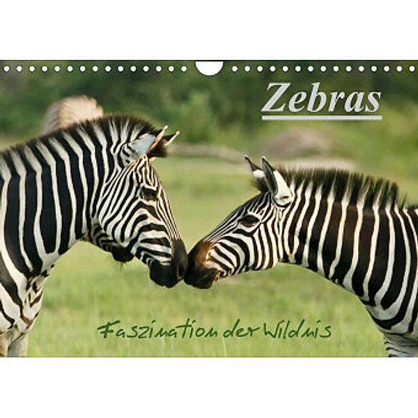 Zebras - Faszination  der Wildnis (Wandkalender 2022 DIN A4 quer), Nadine Haase