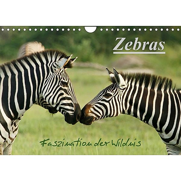 Zebras - Faszination  der Wildnis (Wandkalender 2023 DIN A4 quer), Nadine Haase