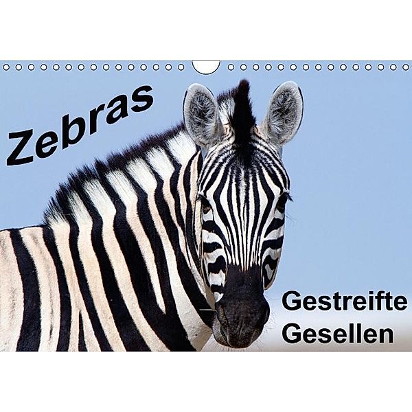 Zebras - Gestreifte Gesellen (Wandkalender 2017 DIN A4 quer), Angelika Stern