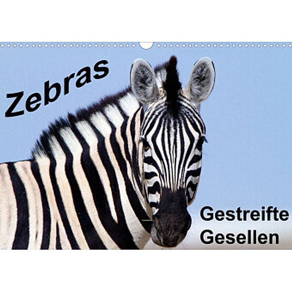 Zebras - Gestreifte Gesellen (Wandkalender 2022 DIN A3 quer), Angelika Stern