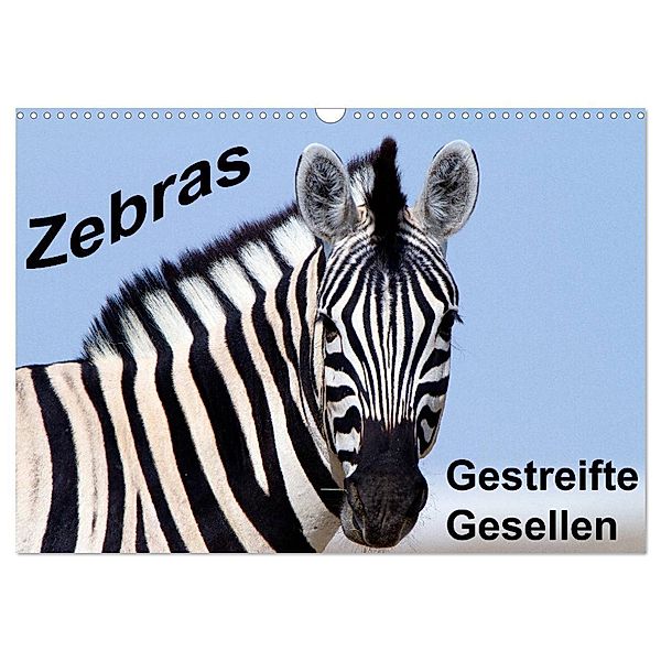 Zebras - Gestreifte Gesellen (Wandkalender 2024 DIN A3 quer), CALVENDO Monatskalender, Angelika Stern