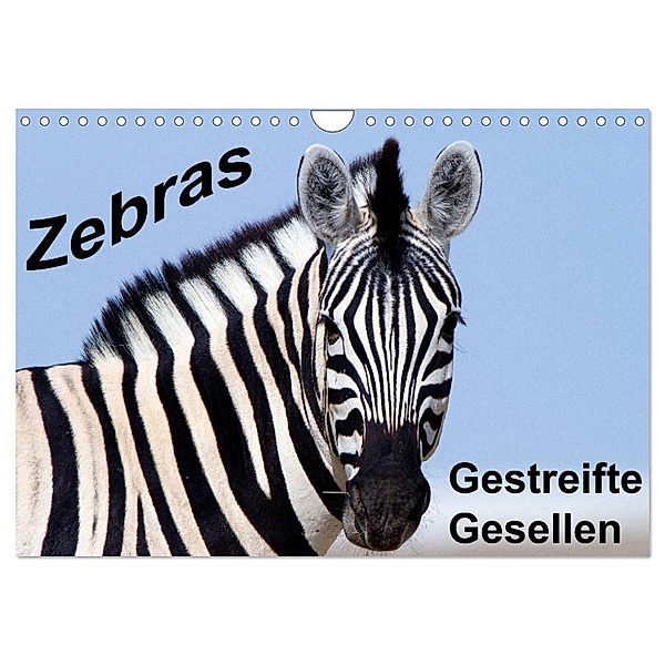 Zebras - Gestreifte Gesellen (Wandkalender 2024 DIN A4 quer), CALVENDO Monatskalender, Angelika Stern