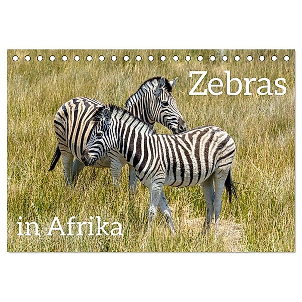 Zebras in Afrika (Tischkalender 2025 DIN A5 quer), CALVENDO Monatskalender, Calvendo, Christiane Kulisch