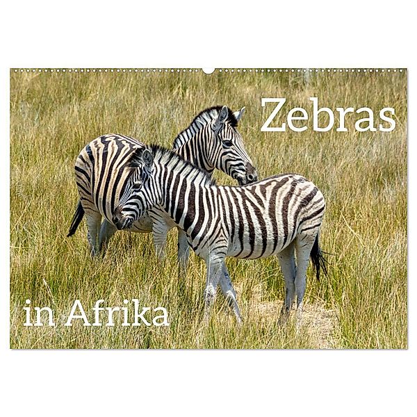 Zebras in Afrika (Wandkalender 2025 DIN A2 quer), CALVENDO Monatskalender, Calvendo, Christiane Kulisch