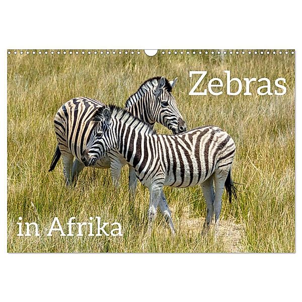 Zebras in Afrika (Wandkalender 2025 DIN A3 quer), CALVENDO Monatskalender, Calvendo, Christiane Kulisch