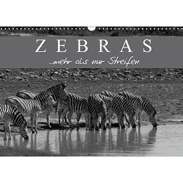 Zebras - Mehr als nur Streifen (Wandkalender 2016 DIN A3 quer), Markus Pavlowsky