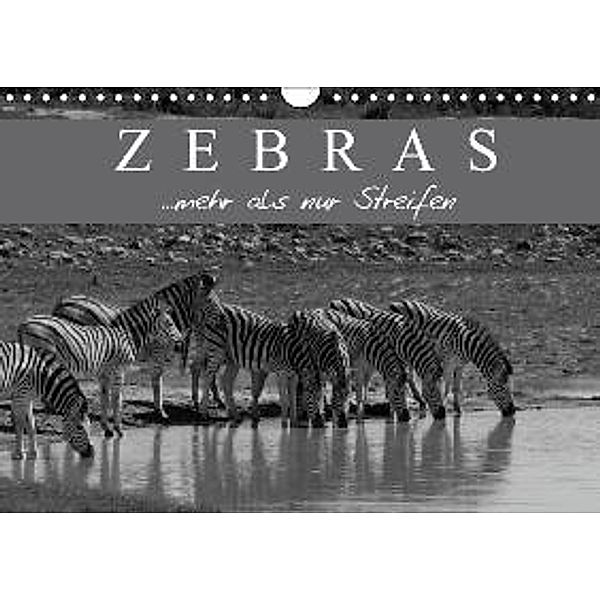 Zebras - Mehr als nur Streifen (Wandkalender 2016 DIN A4 quer), Markus Pavlowsky