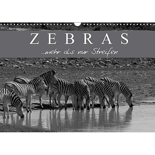Zebras - Mehr als nur Streifen (Wandkalender 2017 DIN A3 quer), Markus Pavlowsky