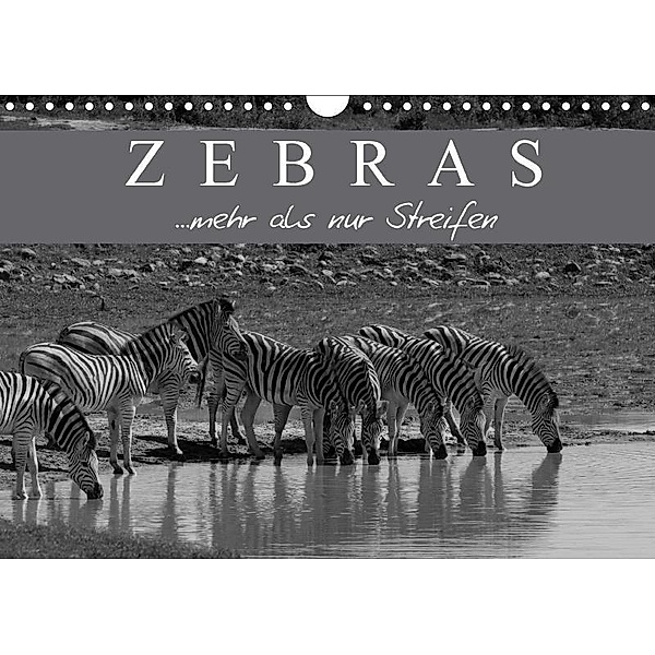 Zebras - Mehr als nur Streifen (Wandkalender 2017 DIN A4 quer), Markus Pavlowsky