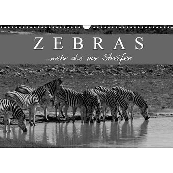Zebras - Mehr als nur Streifen (Wandkalender 2020 DIN A3 quer), Markus Pavlowsky