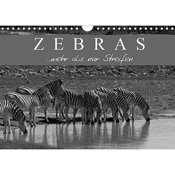 Zebras - Mehr als nur Streifen (Wandkalender 2021 DIN A4 quer), Markus Pavlowsky