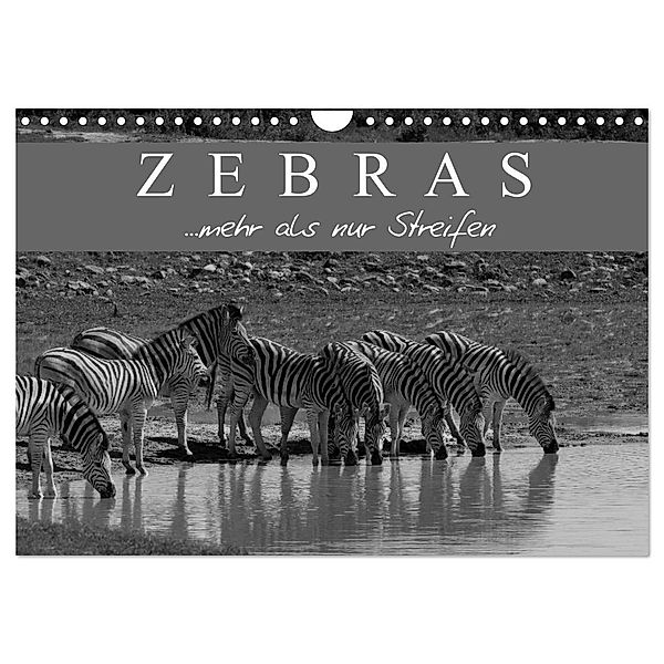 Zebras - Mehr als nur Streifen (Wandkalender 2024 DIN A4 quer), CALVENDO Monatskalender, Markus Pavlowsky Photography