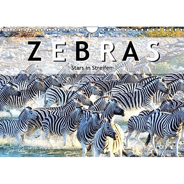 Zebras, Stars in Streifen (Wandkalender 2019 DIN A4 quer), ROBERT STYPPA