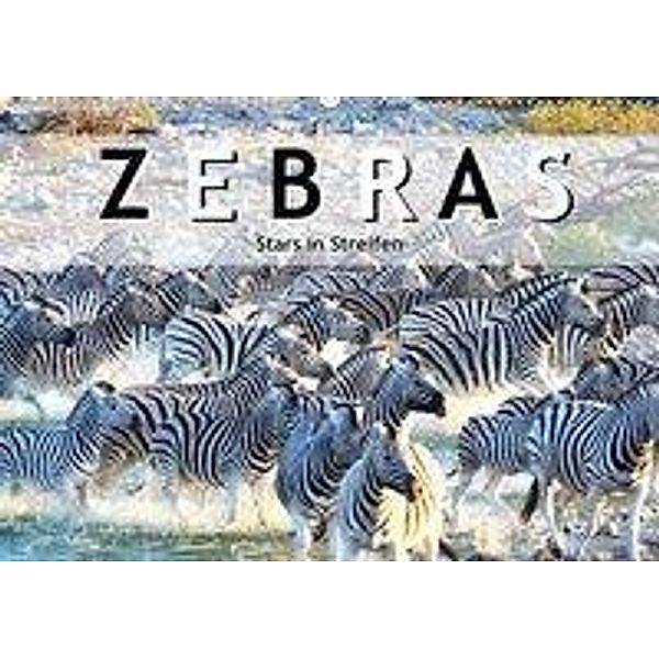 Zebras, Stars in Streifen (Wandkalender 2020 DIN A2 quer), ROBERT STYPPA