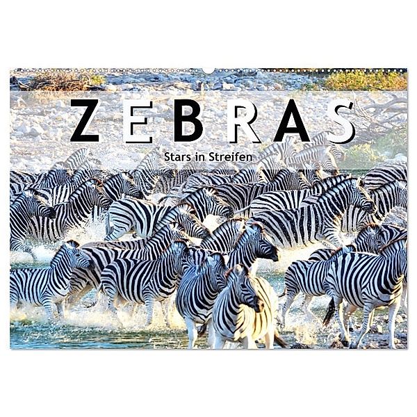 Zebras, Stars in Streifen (Wandkalender 2024 DIN A2 quer), CALVENDO Monatskalender, Robert Styppa
